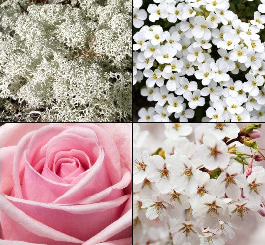 Produkt TESORI D'ORIENTE Płyny do płukania Płyn do płukania TESORI D'ORIENTE 38 płukań Mix 4x 760 ml Z00522