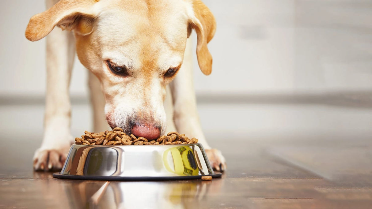 Produkt PIPER Karma mokra dla psa PIPER z indykiem i brokułem 12 x 400g K_053186_12