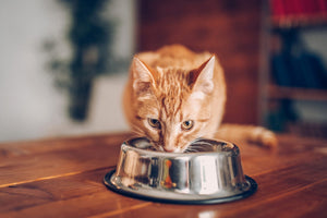 Produkt WHISKAS Karma sucha dla kota WHISKAS Tuńczyk 7kg 006059