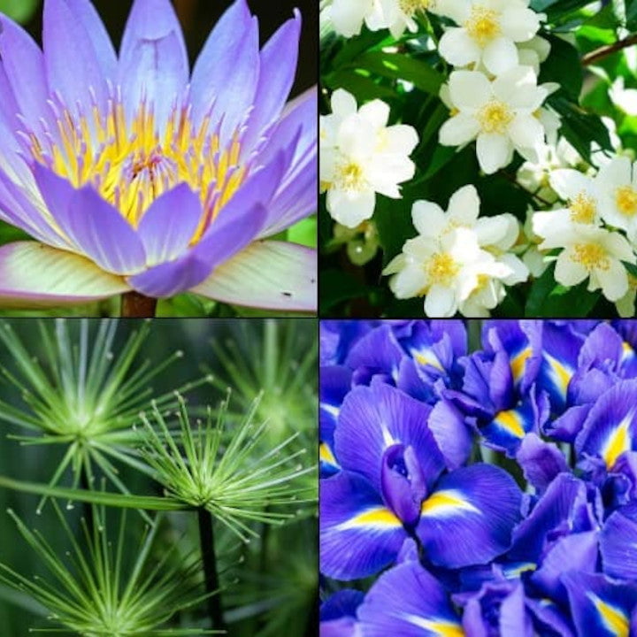 Produkt TESORI D'ORIENTE Żele pod prysznic Żel pod prysznic TESORI D'ORIENTE Aegyptus 250ml 053157