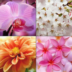 Produkt TESORI D'ORIENTE Żele pod prysznic Żel pod prysznic TESORI D'ORIENTE Orchidea 250ml 053167